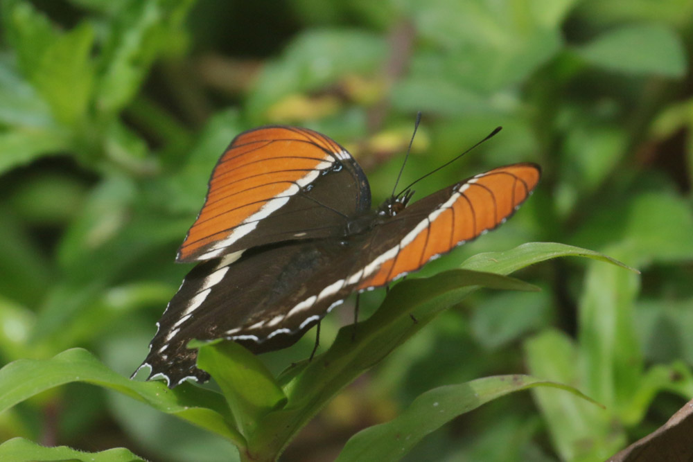 Banded Peacock